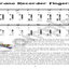 Recorder Fingering Posters